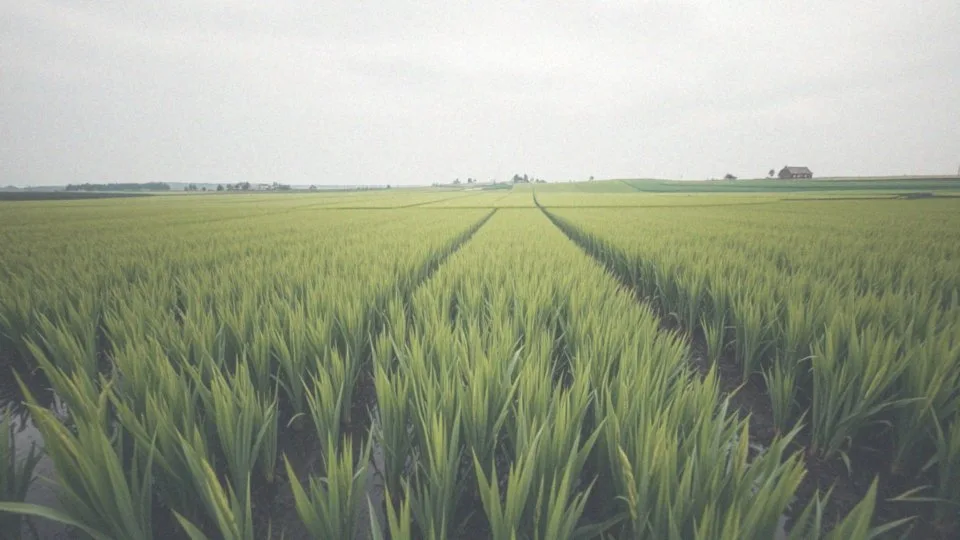 Jak ryż może zawierać arsen?