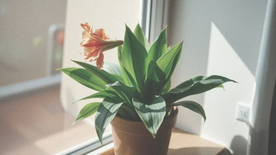 Czy amarylis może nie kwitnąć mimo zdrowych liści?