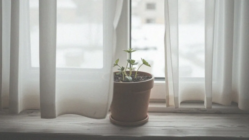 Jak ograniczyć podlewanie supertunii w czasie zimy?