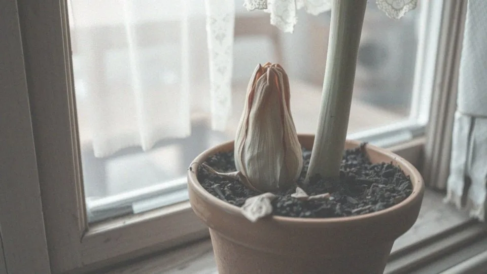 Co to jest okres spoczynku amarylisa?