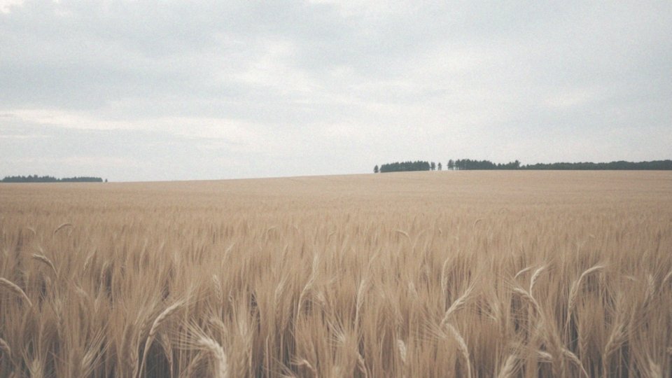 Jak osiągnąć wysoką jakość plonów pszenżyta ozimego?