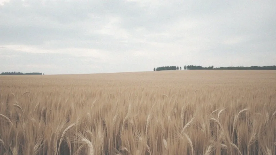 Jak osiągnąć wysoką jakość plonów pszenżyta ozimego?
