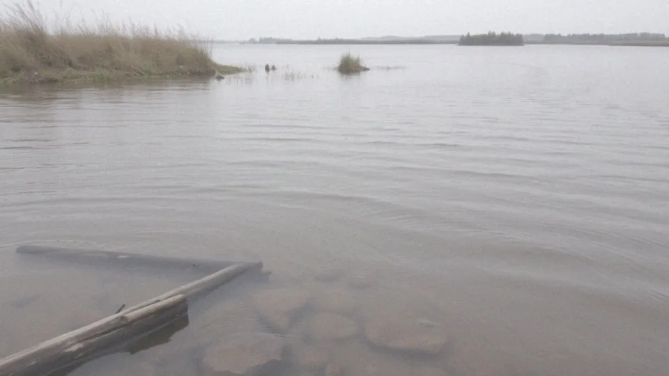 Co oznacza, że jesiotr jest rybą dwuśrodowiskową?