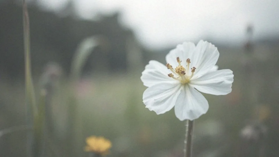 Jakie zdjęcia zbliżeniowe można wykonać obiektywem 18-55?
