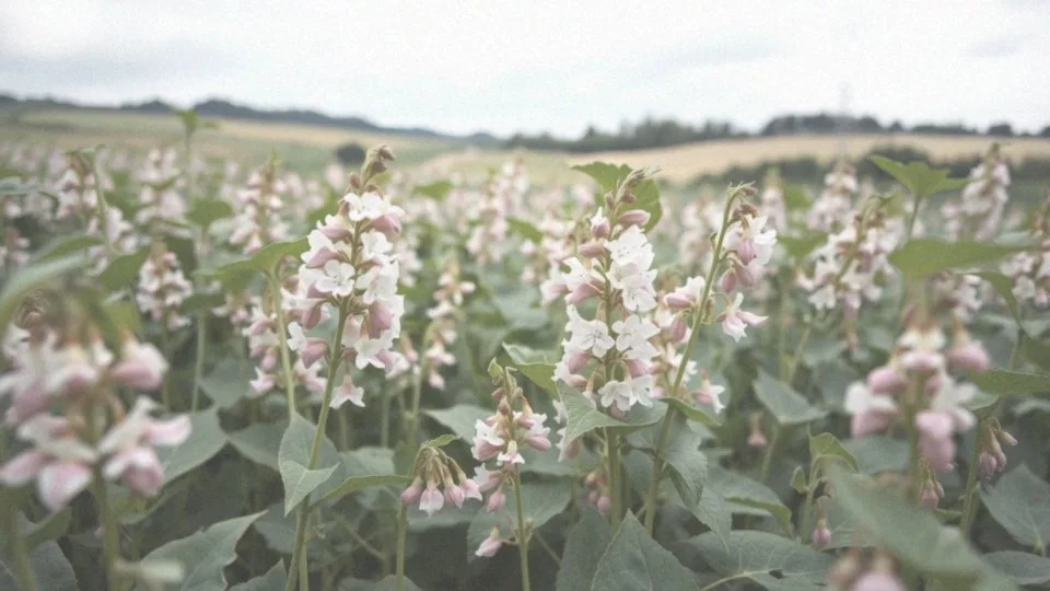 Kiedy należy zwalczać strąkowca bobowego?