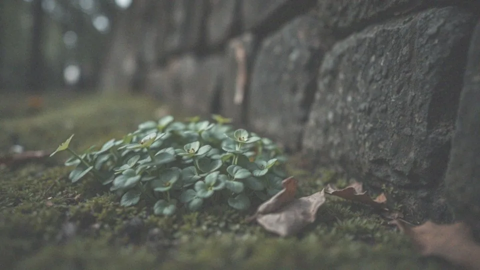 Bacopa monnieri skutki uboczne – co warto wiedzieć przed suplementacją?