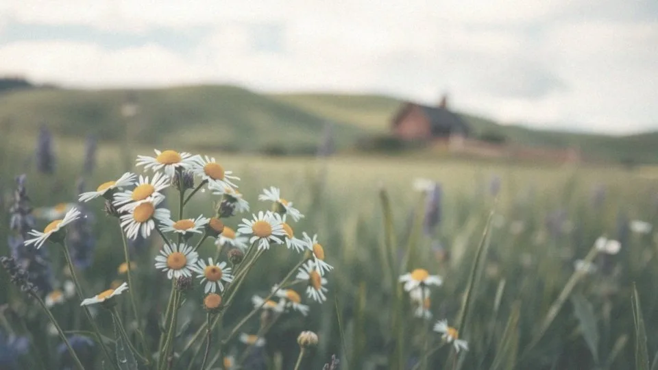 Jakie zioła na uspokojenie? Naturalne sposoby na redukcję stresu